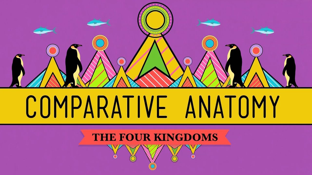 Comparative Anatomy: What Makes Us Animals - Crash Course Biology #21