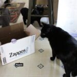 zappos image mashable