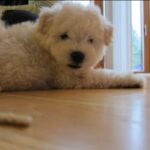 zuck pup 10