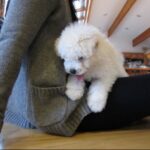 zuck pup 12