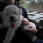 zuck pup 4