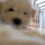 zuck pup 6