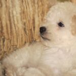 zuck pup 7