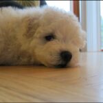 zuck pup 9