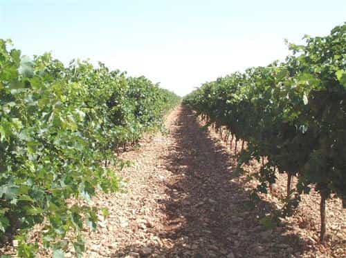 denominacion-origen-la-mancha