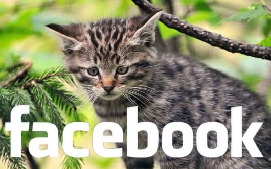 spam Facebook spam Facebook