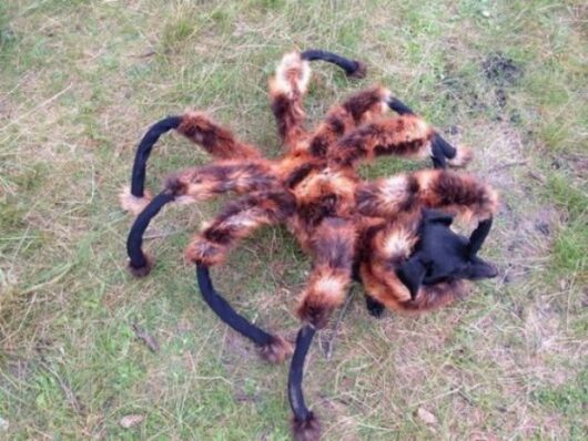 araña perro mutante
