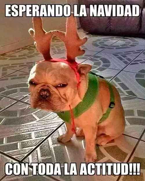 imagenes graciosas felicitar nuevo ano 4